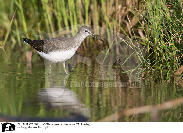 walking Green Sandpiper / THA-07266