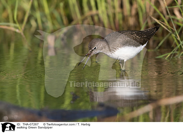 walking Green Sandpiper / THA-07267
