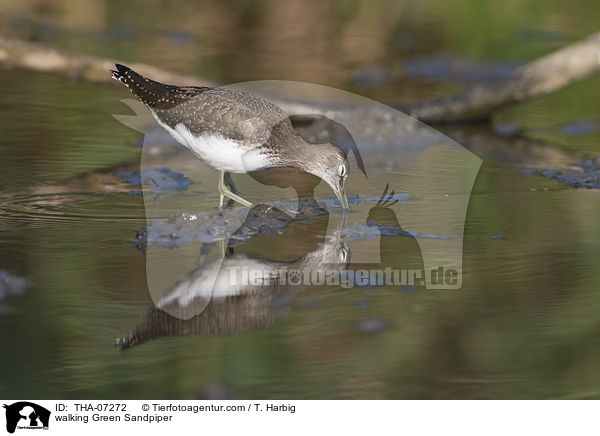 walking Green Sandpiper / THA-07272