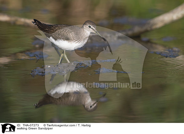 walking Green Sandpiper / THA-07273