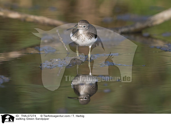 walking Green Sandpiper / THA-07274