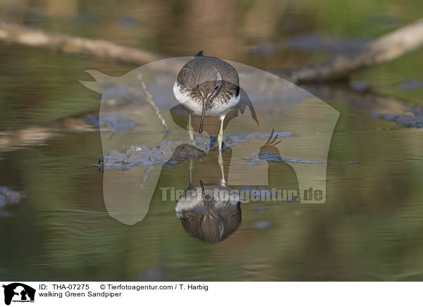 walking Green Sandpiper / THA-07275