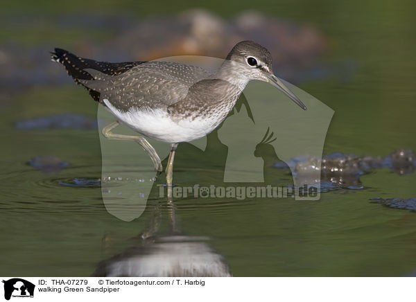 walking Green Sandpiper / THA-07279
