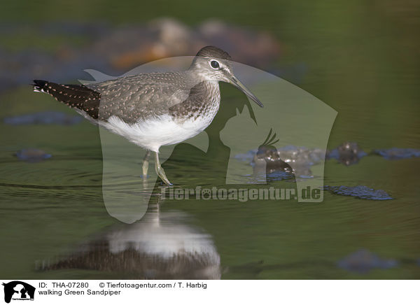 walking Green Sandpiper / THA-07280