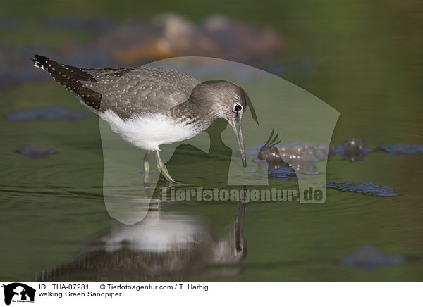 walking Green Sandpiper / THA-07281