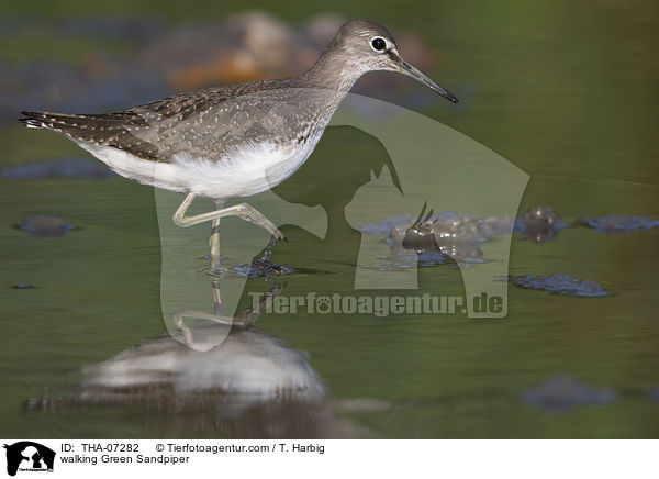walking Green Sandpiper / THA-07282