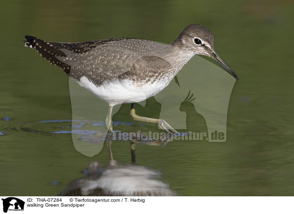 walking Green Sandpiper / THA-07284