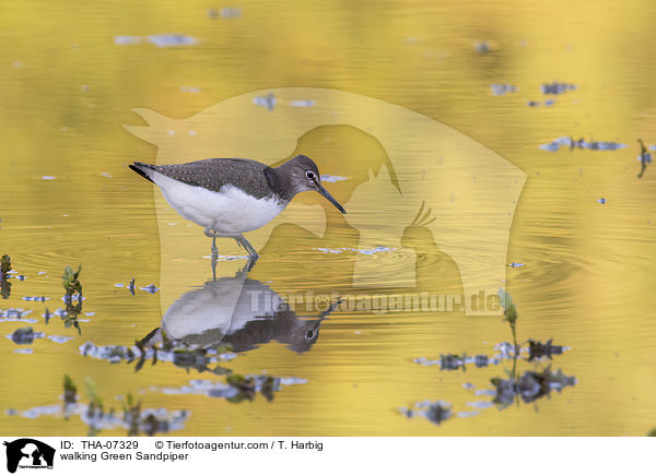 walking Green Sandpiper / THA-07329