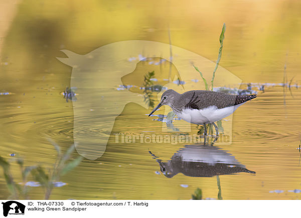 walking Green Sandpiper / THA-07330