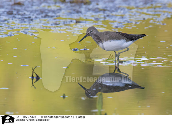 walking Green Sandpiper / THA-07331