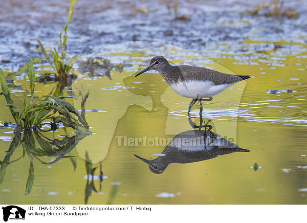 walking Green Sandpiper / THA-07333