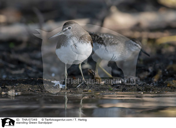 standing Green Sandpiper / THA-07349