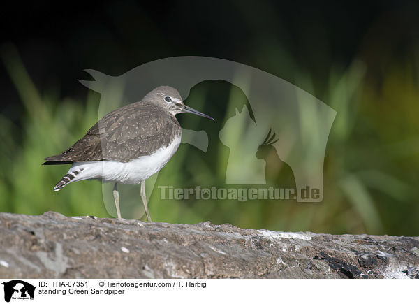 standing Green Sandpiper / THA-07351