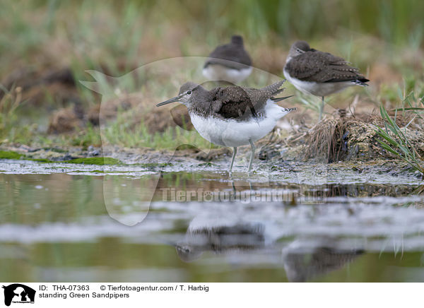 standing Green Sandpipers / THA-07363