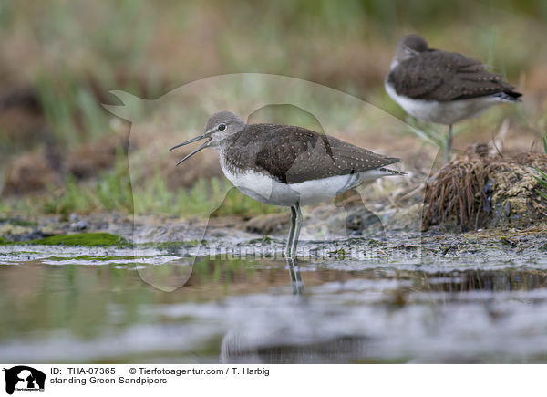 stehende Waldwasserlufer / standing Green Sandpipers / THA-07365