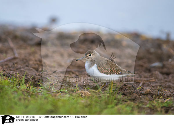 green sandpiper / FH-01816