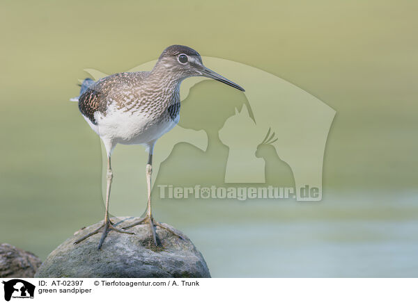green sandpiper / AT-02397
