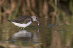 standing Green Sandpiper