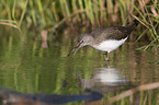walking Green Sandpiper