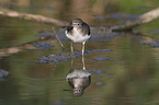 walking Green Sandpiper