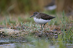 walking Green Sandpiper