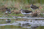 standing Green Sandpipers