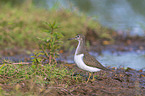 green sandpiper