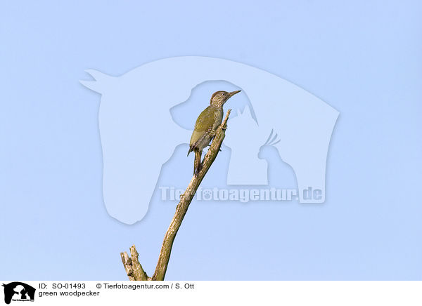 green woodpecker / SO-01493