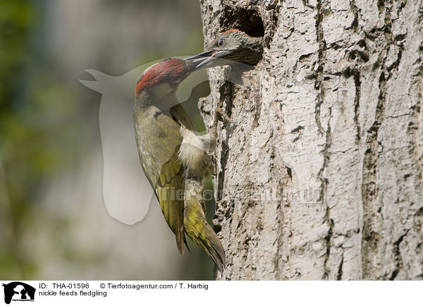 nickle feeds fledgling / THA-01596