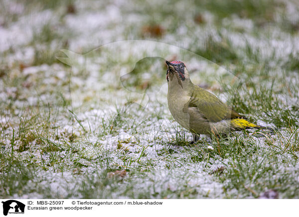 Grnspecht / Eurasian green woodpecker / MBS-25097