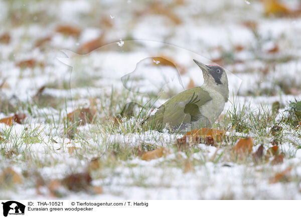 Eurasian green woodpecker / THA-10521