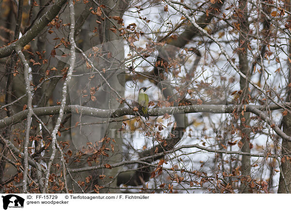 Grnspecht / green woodpecker / FF-15729