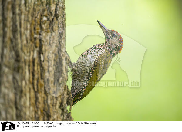 Grnspecht / European green woodpecker / DMS-12100