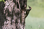 Green woodpecker feeds young bird
