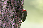 Green woodpecker feeds young bird