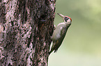 Green woodpecker feeds young bird