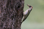 Green woodpecker feeds young bird