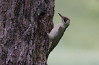 Green woodpecker feeds young bird