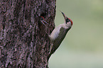 Green woodpecker feeds young bird