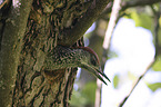 Green woodpecker