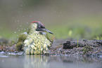 Green Woodpecker