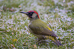 Eurasian green woodpecker