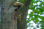 Eurasian green woodpecker