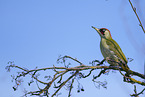 Eurasian green woodpecker