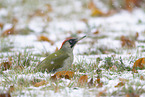 Eurasian green woodpecker