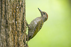 European green woodpecker
