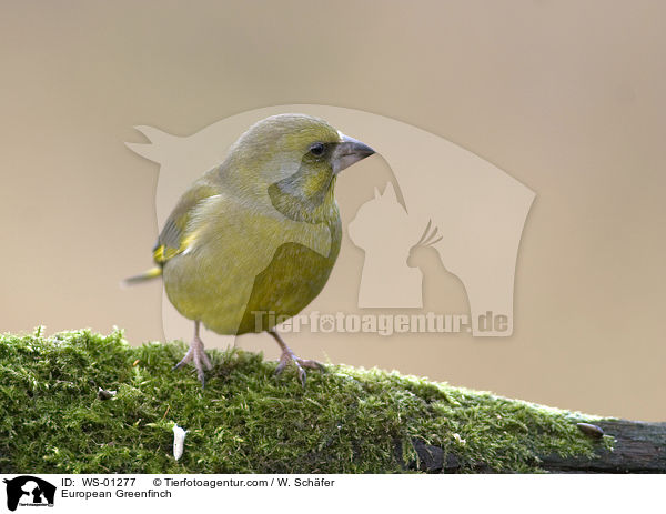 European Greenfinch / WS-01277