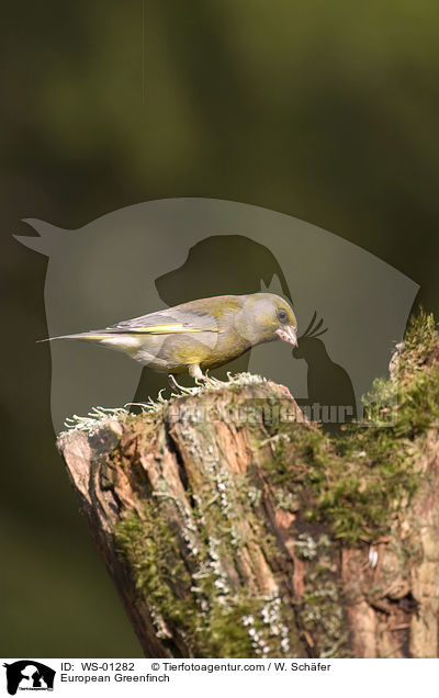 Grnfink / European Greenfinch / WS-01282