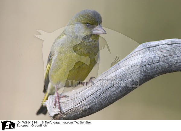 European Greenfinch / WS-01284