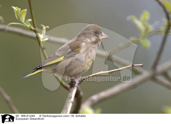 European Greenfinch / WS-01285